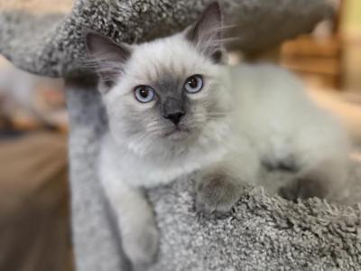 Princess - Ragdoll - Gallery Photo #1