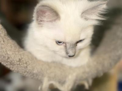 Nova - Ragdoll - Gallery Photo #1