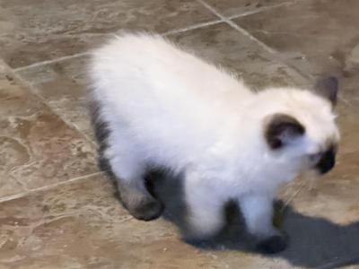 Nova - Ragdoll - Gallery Photo #1