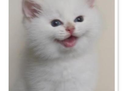 Flkitten1 3 White - British Shorthair - Gallery Photo #1
