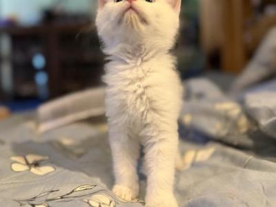 Emily - Ragdoll - Gallery Photo #1