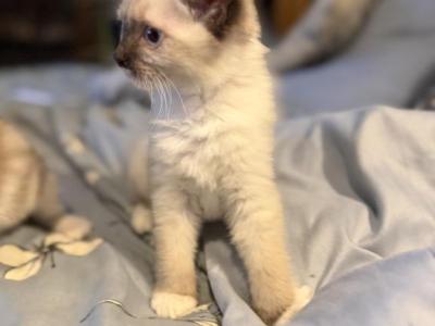 Emily - Ragdoll - Gallery Photo #1
