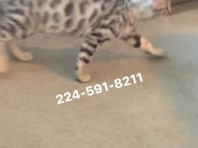 BENGAL KITTEN  CHARCOAL MALE - Bengal - Gallery Photo #1