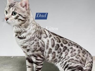 Bengal Kitten Silver Male - Bengal - Gallery Photo #1