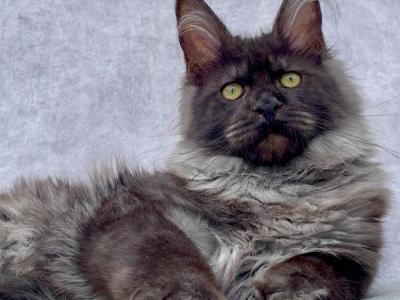 Amyna - Maine Coon - Gallery Photo #1