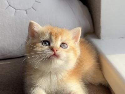 Goldie - British Shorthair - Gallery Photo #1