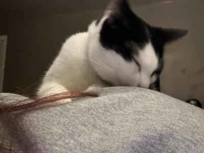 Tiny - American Shorthair - Gallery Photo #1