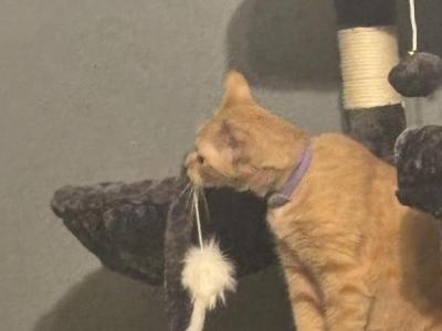 Tav - American Shorthair - Gallery Photo #1