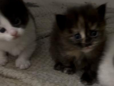 Tortie - Munchkin - Gallery Photo #1