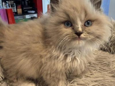 Reigns Litter Milwaukee - Ragdoll - Gallery Photo #1