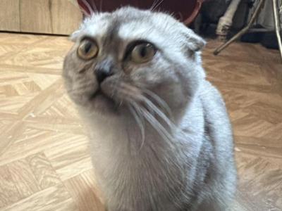 Cloudy - Scottish Fold - Gallery Photo #1