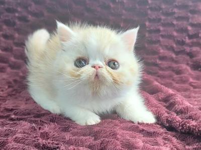 CAMEO AND WHITE EXOTIC SHORTHAIR BOY LIGHTER - Exotic - Gallery Photo #1