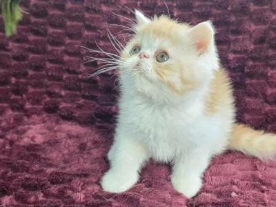 CAMEO AND WHITE EXOTIC SHORTHAIR BOY DARKER - Exotic - Gallery Photo #1