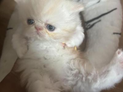 Cream Persian Male Kitten - Persian - Gallery Photo #1