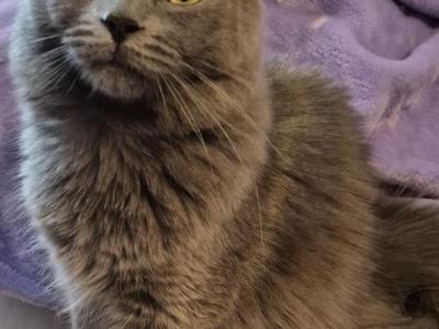 Grey Female - Domestic - Gallery Photo #1