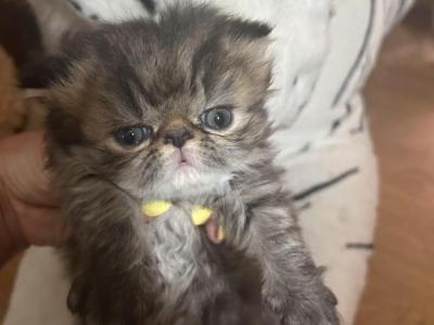 Tabby Persian Female Kitten - Persian - Gallery Photo #1