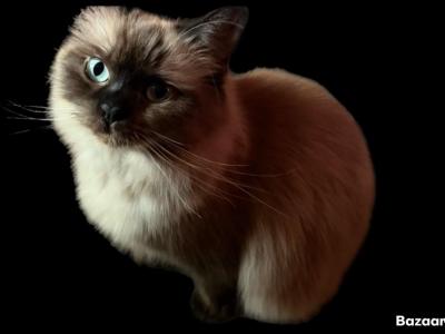 2 FEMALES AVAILABLE Kats Ravishing Ragdolls - Ragdoll - Gallery Photo #1