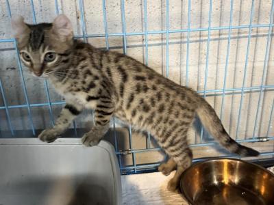 Tiny Cheetah - Savannah - Gallery Photo #1