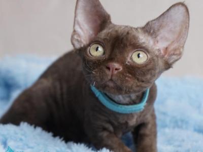 Makar - Devon Rex - Gallery Photo #1