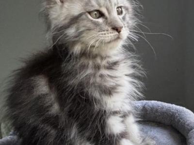 Michigan Boys - Maine Coon - Gallery Photo #1