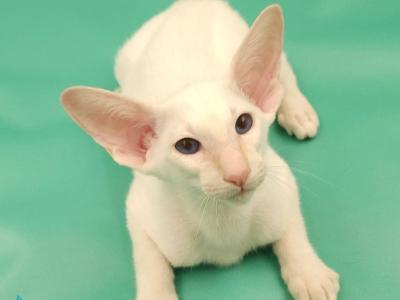 Oswald - Oriental - Gallery Photo #1