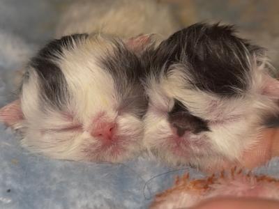 Dottie's Litter - Persian - Gallery Photo #1