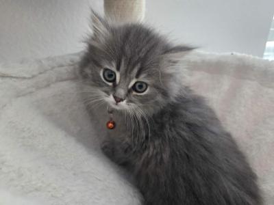 Persian Himalayan Litter 5 - Persian - Gallery Photo #1