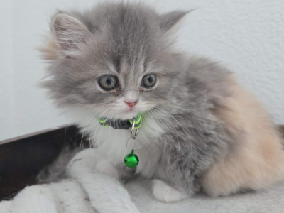 Persian Purebred Litter 5 - Persian - Gallery Photo #1