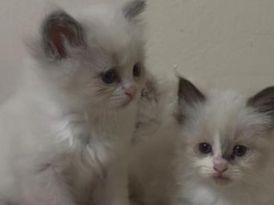 Sylvie's Litter - Ragdoll - Gallery Photo #1