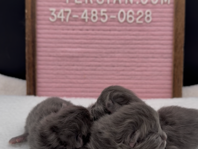 Blue's Litter - Persian - Gallery Photo #1