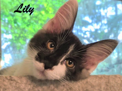 Lily - Maine Coon - Gallery Photo #1
