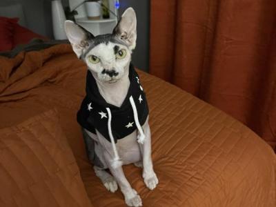 Fester - Sphynx - Gallery Photo #1