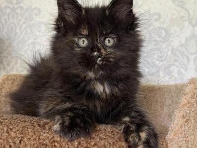 Tiliya - Maine Coon - Gallery Photo #1