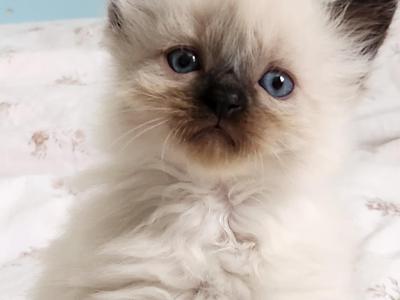 Ragdoll Female - Ragdoll - Gallery Photo #1