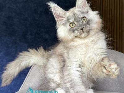 Daja - Maine Coon - Gallery Photo #1