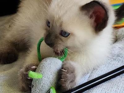 Siamese Female - Siamese - Gallery Photo #1