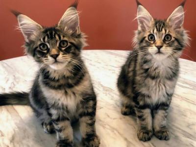 Twin Tabby Maine Coons - Maine Coon - Gallery Photo #1