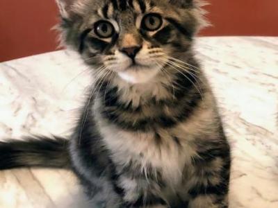Betty - Maine Coon - Gallery Photo #1