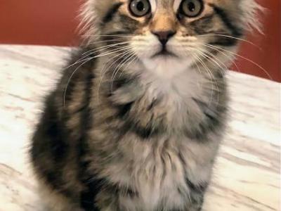 Kai - Maine Coon - Gallery Photo #1