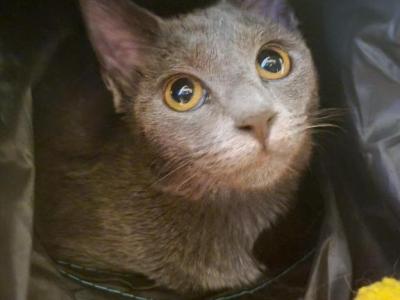 Blu - Russian Blue - Gallery Photo #1