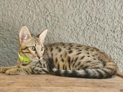 SBT Savannah Yellow - Savannah - Gallery Photo #1