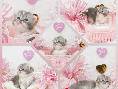 Mazzy CFA Health Tested Parents - Persian - Gallery Photo #1