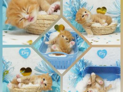 Hank CFA Health Tested Parents - Persian - Gallery Photo #1