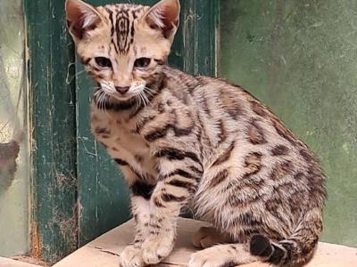 Leia's Light Brown Girl - Bengal - Gallery Photo #1