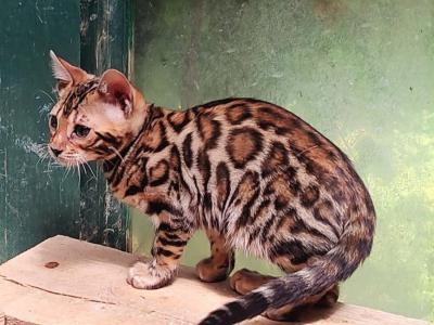 Leia's Brown Girl - Bengal - Gallery Photo #1