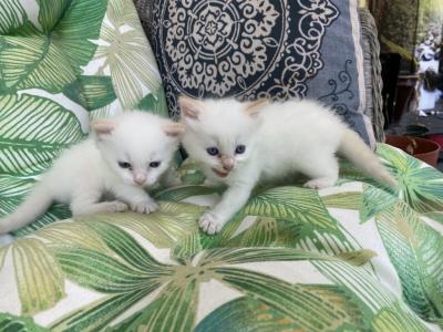 Purebred Male Flame Point Siamese Kitten - Siamese - Gallery Photo #1