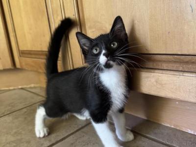 Louise - Domestic - Gallery Photo #1