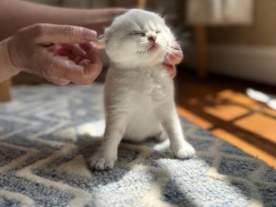 White Scottish Fold Kitten - Scottish Fold - Gallery Photo #1