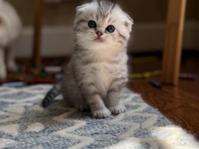 Silver Scottish Fold Kitten - Scottish Fold - Gallery Photo #1