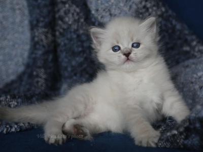 HOLLIS IZ TVERSKOGO KNYAZHESTVA - Siberian - Gallery Photo #1